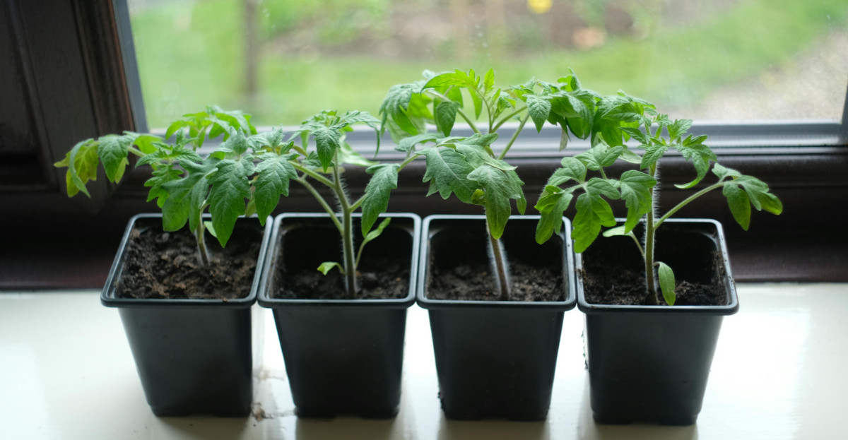 Tomatoes growing in pots